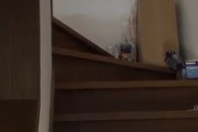 海外「これはとても賢い子だねw」与えられた任務を完璧にこなす日本のモフモフ動物が可愛らしいと話題に【海外の反応】
