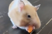 ほお袋にたくさんの人参を詰めこむハムスター
