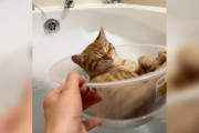 【海外】「愛猫がバスタイムを楽しむために親にボートをリクエスト！猫のユニークな遊び心とお風呂生活を知ろう」