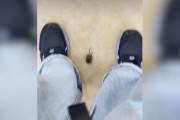 【海外】「スーパーで見つけた小さな毛玉、それは助けを求める赤ちゃんだった！」