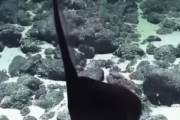 全く違う形に変化する不思議な深海魚「フクロウナギ」