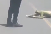 すみません、ちょっと渡らせてもらいますね。ナマケモノが道路を横断するスピードが遅すぎる。海外の反応