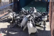 海に向かってよちよちと歩く12羽のペンギンが可愛い！（アルゼンチン）