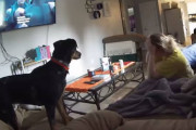 【心霊現象】飼主に見えない何かを見た5匹の犬達…。
