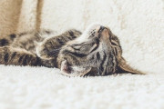 「これじゃ宿題できなくてもしょうがないね」キーボード上で眠る可愛すぎる子猫 海外の反応