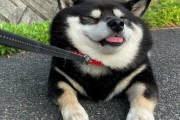 海外「お前らの国が原産の犬って何？」日本「黒柴だよ！」