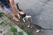 「私だけを撫でて！」嫉妬いっぱいの甘えまくり猫ちゃん
