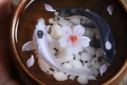 外国人が樹脂で作った鯉と金魚アート、どれも素晴らしすぎると話題