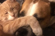 仲良くなるのに体の大きさは関係ない！子猫と先輩犬の友情に癒やされる♪