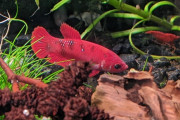 外国人「ペットの熱帯魚に名前を付けたい、寿司関連でいいの頼む！」