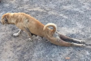 【ビックリ】両足を引きずって歩く一匹のメス犬…しかし彼女には隠された真の姿が！！