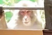 外国人「山口県に観光する人は今すぐ考え直すべきだ」 サル襲撃問題が深刻だと訴える外国人