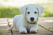 勇敢だな…ワニに噛み付かれた子犬を救う男性「英雄だな」「彼の子犬はこれを覚えているだろう」海外の反応