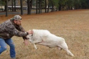 ”お手”をして欲しい飼い主さんに体当たりするひつじ