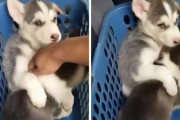 妹を触らせまいと、覆いかぶさってガードしようとする子犬がとってもキュート
