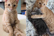 【海外】「飼い猫が自分より大きな子猫を受け入れた理由とは？小さな存在が与える大きな感動」