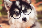 ハリー・ポッターに扮してルンバに乗る犬が可愛いと話題に！（アメリカ）