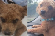 飼い主が心臓発作で突然車内で死亡。数日間車に閉じ込められた犬がトラウマから立ち直るまで