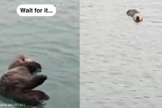 【海外】「中央カリフォルニアに現れた！赤ちゃんラッコ「キャタピラー」の感動的な救出劇」