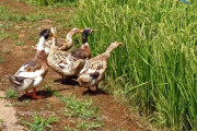 【衝撃】田んぼに数千羽の鴨が放たれる 海外の反応