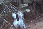「絶滅危惧種の鳥が仲間を見つけたとき…」ニューカレドニアの鳥『カグー』