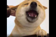 首をかいてもらっている柴犬の表情ｗｗｗ　海外「野生動物がこれほどの幸せを感じることはあるのかなｗ」「一日中見ていられるわ」