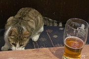 行方不明の猫、自宅から53km離れたパブで発見され連れ戻すも、また来てしまう