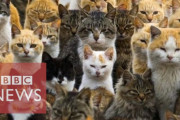 海外「ネコたちが日本からの独立を要求している！」猫に支配された日本の島（海外の反応）