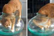 （にゅるん！！）絶対入れなそうな器に入ってしまう猫さんにビックリ！