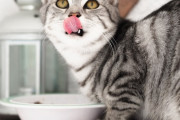 猫の餌用食器を人間が使う台所の流し台で洗う夫に不快感を抱く妻。私って嫌なやつ？