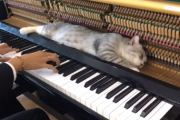 「文字通り音楽を"感じて"いる」ハウルの動く城のサントラを弾く動画（猫付き）　海外の反応