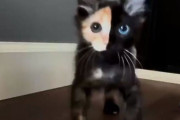 「この猫より神秘的な顔の持ち主なんているの？」一度見たら忘れられない猫