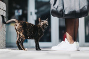 【海外】猫が私の後を追いかける理由とは？その魅力的な行動の秘密を解明！