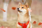 韓国人「最近、日本産の犬（柴犬）をなぜたくさん飼うのだろうか？」