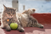 【海外】猫はリンゴを食べて大丈夫？リンゴの種に潜むシアン化合物について解説