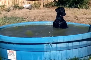 誰かに見られていないか気にしながらプールで遊ぶブラック・ラブラドール！