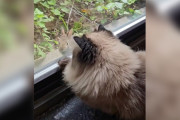 【海外】窓を叩く音に反応した孤独な猫が手に入れた夢の瞬間とは？