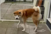 雨の中で寝ていた犬が起き上がると…イラストのような「犬型」がくっきり