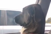 どうりで話がうますぎると思ったんだよ。騙されて歯医者に連れてこられた犬の反応。海外の反応