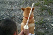 海外「これまで見た中で、一番日本っぽい動画」柴犬が放つ師匠のオーラ（海外の反応）