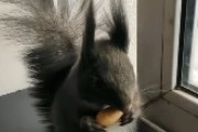 ナッツと交換する為に乾燥した種を持って人間の下へやってくるリスが海外で話題にｗｗｗこれは可愛い　海外の反応