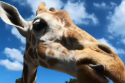 サイクリング中にカメラに収められた15種類の動物による攻撃。海外の反応