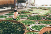 静岡の茶畑をカナダ人夫婦が紹介！実際にお茶農家をインタビューしてみた 海外の反応