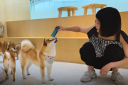 【海外の反応】「日本の柴犬はもはや伝説的」柴犬のドッグカフェ。