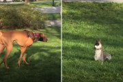 どちらが速いか興味深いリスと犬の追いかけっこ！その結末は？