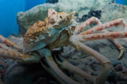 【海外の反応】「日本人ならおいしい食べ方知ってそう」日本に住むタカアシガニ。