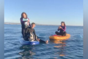 【海外】「早朝のパドルボード旅で見つけた！？海で苦しむふわふわの正体とは」
