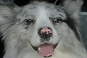 中国の人気ペット犬が食用に売られた事件、韓国では犬肉文化と中国報道への不満まで広がる