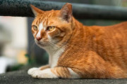 【海外の反応】韓国で猫76匹を殺害した男に懲役14か月　海外の反応「次は人間だろう、永遠に社会から遠ざけろ」