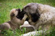 崩壊した家屋の下敷きになった子犬を助けたい母犬が人間に助けを求め、共に瓦礫を掘り起こす救出物語（インド）